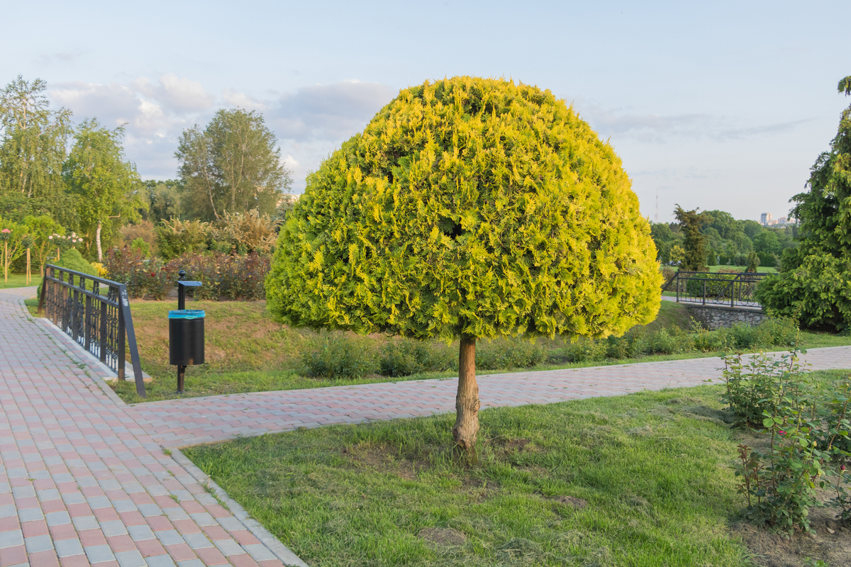 香樟树绿化无需更换：优势与管理措施