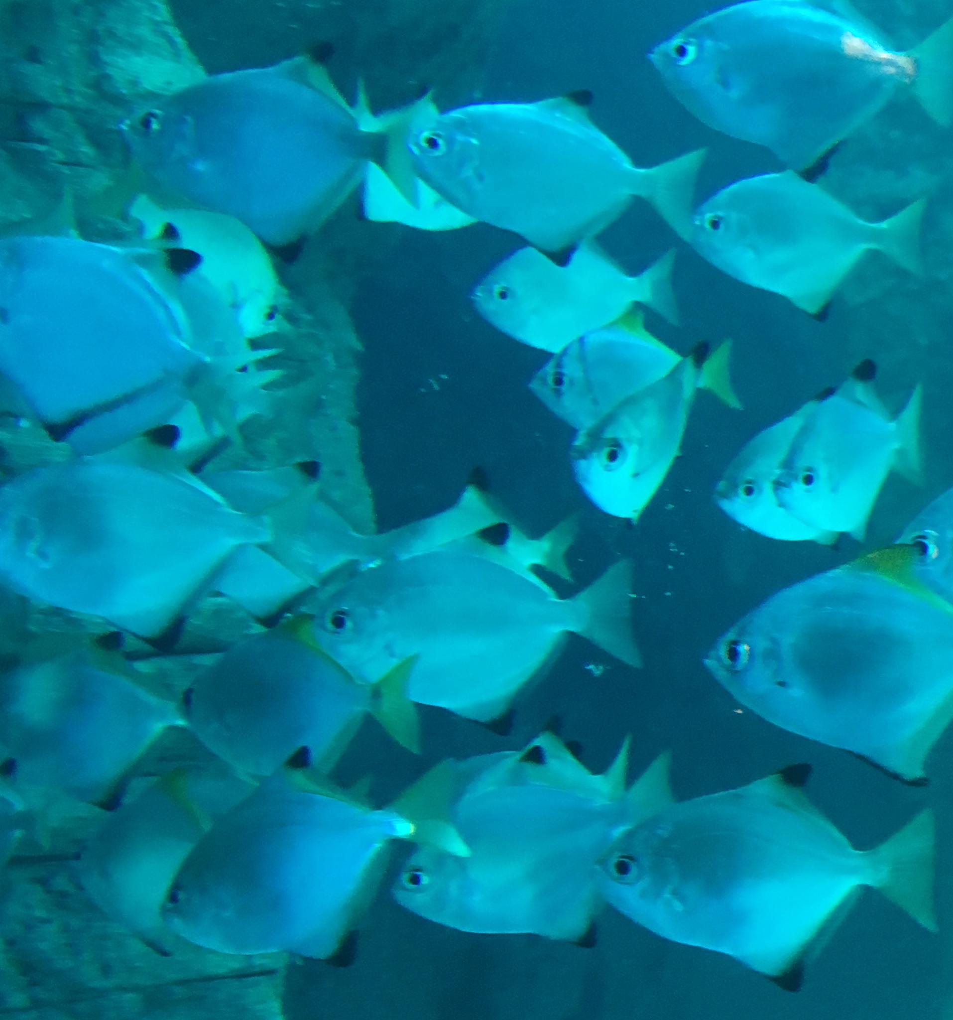 鱼群,一只动物,自然,水族馆,海洋生命,垂直画幅,图像,海洋,银色,动物
