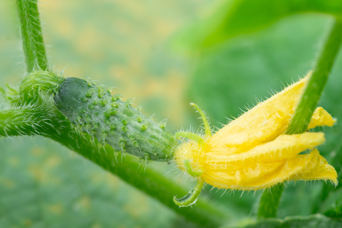 黄瓜开花后的果实叫什么？