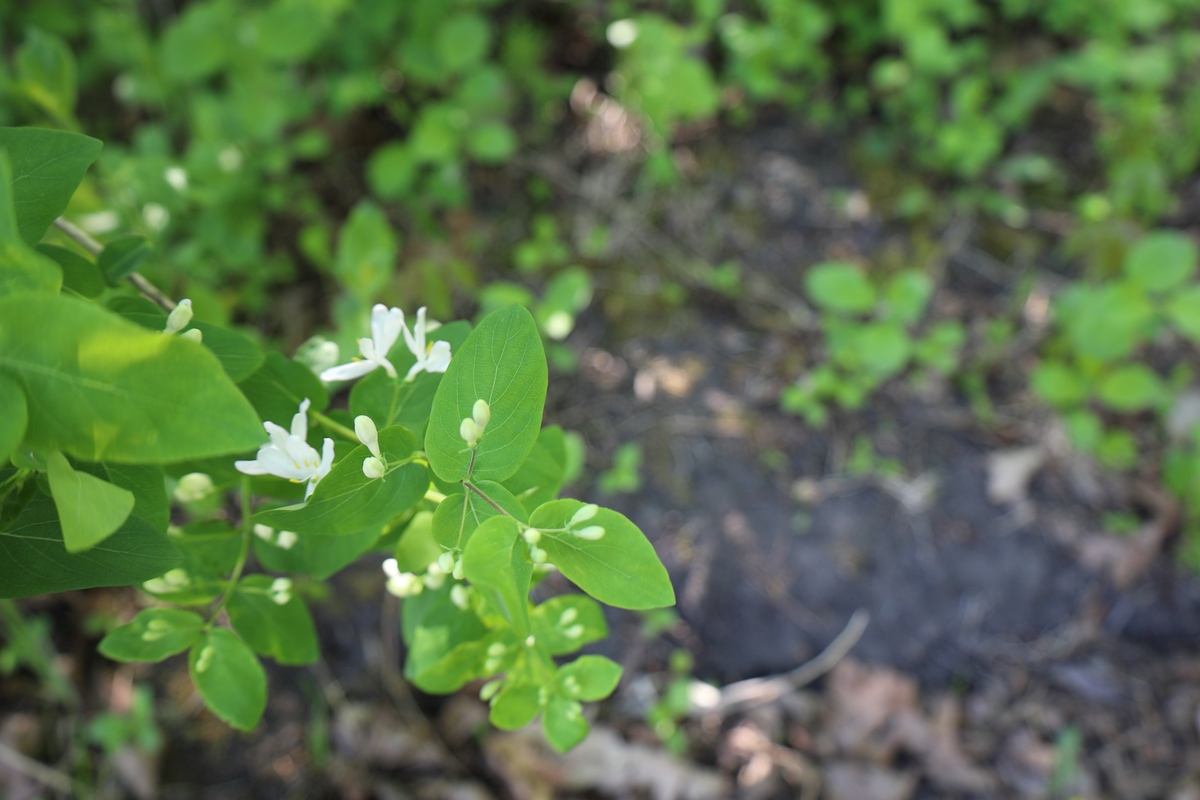 生命力最顽强的中国本土植物