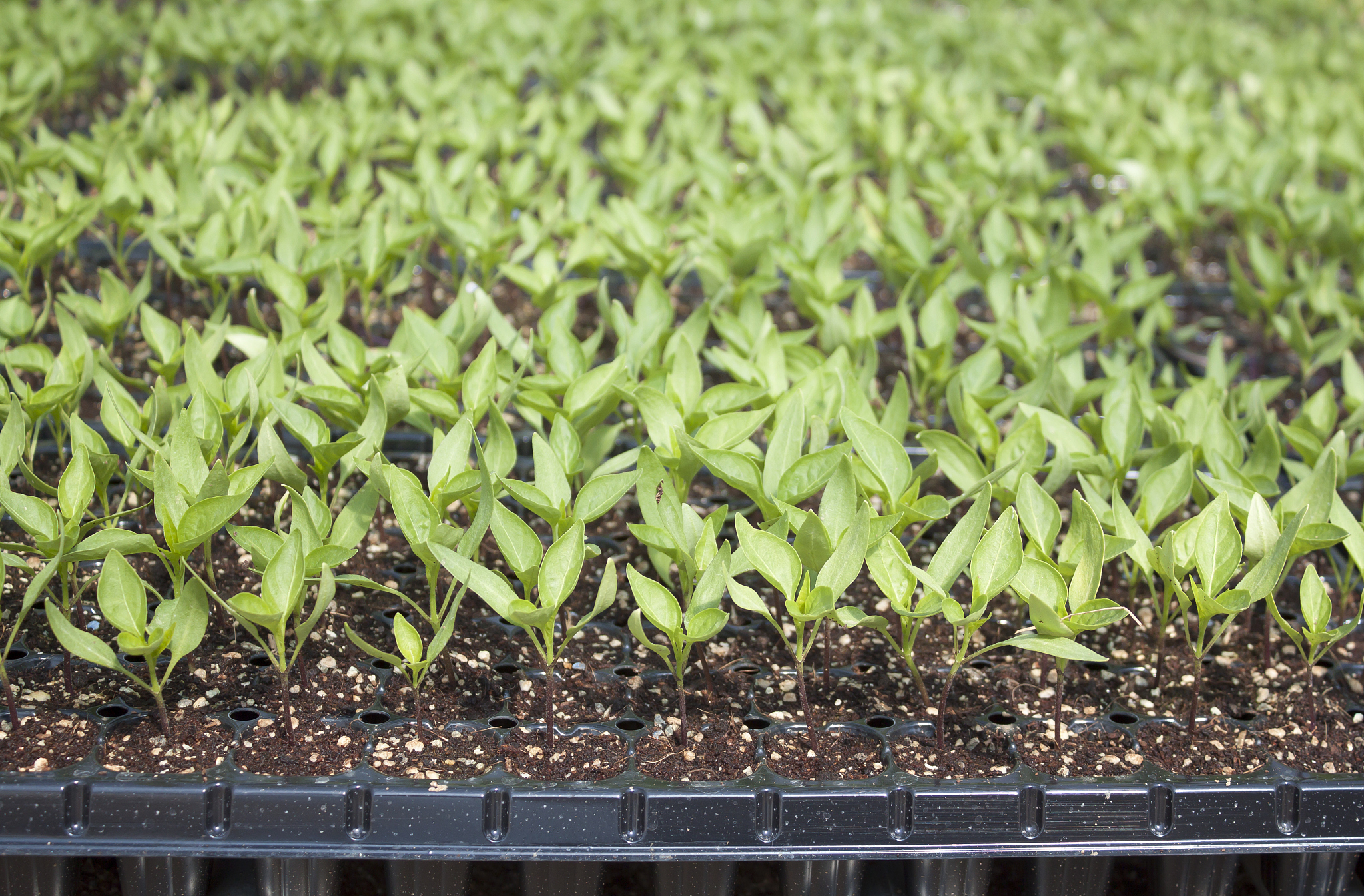 十公分的三七混合土大约多少钱帮我用200字详细描述