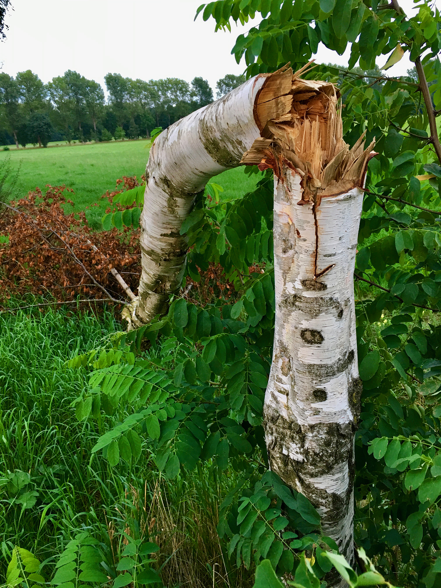嗪酮撒在树根周围 该怎么办