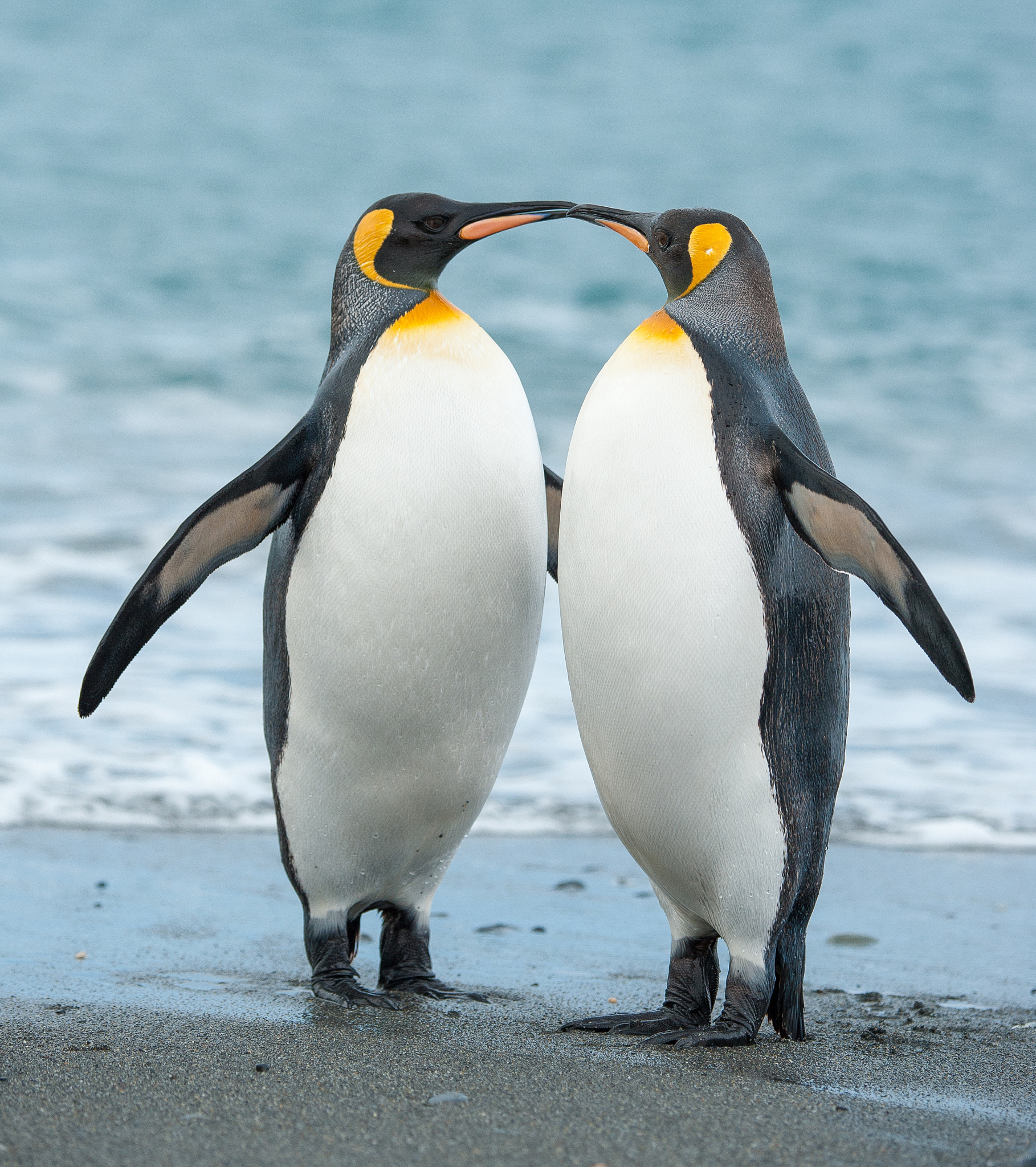 two king penguins on a beach in south georgia