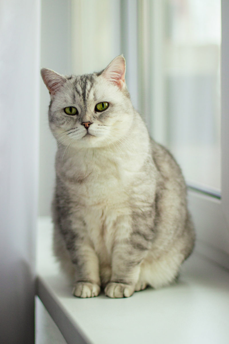 折耳猫：不仅是外貌与众不同，性格也让你爱不释手！