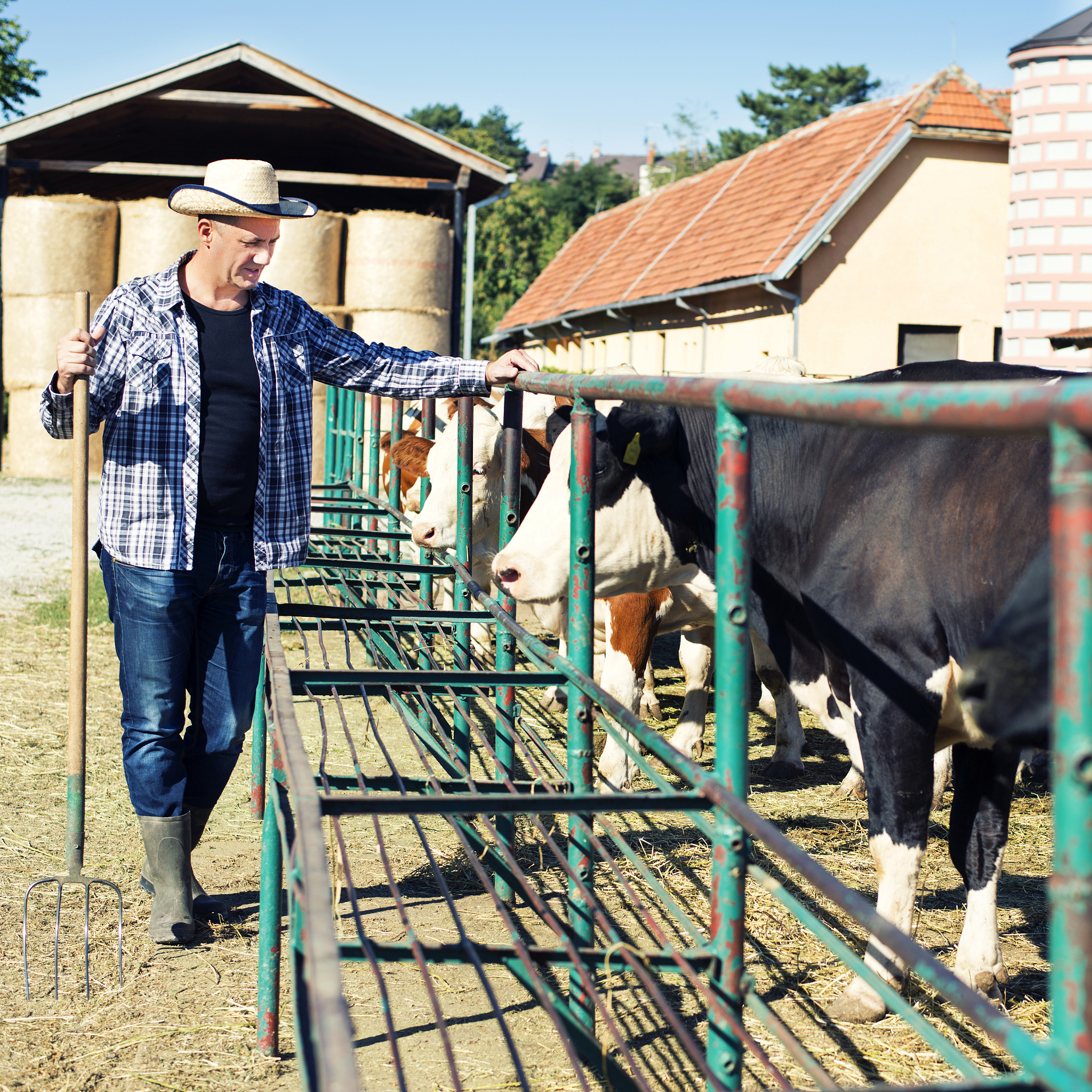 5000字养殖牛羊社会实践报告:背景、实践过程及社会价值分析 5000字养殖牛羊社会实践报告:背景、实践过程及社会价值分析