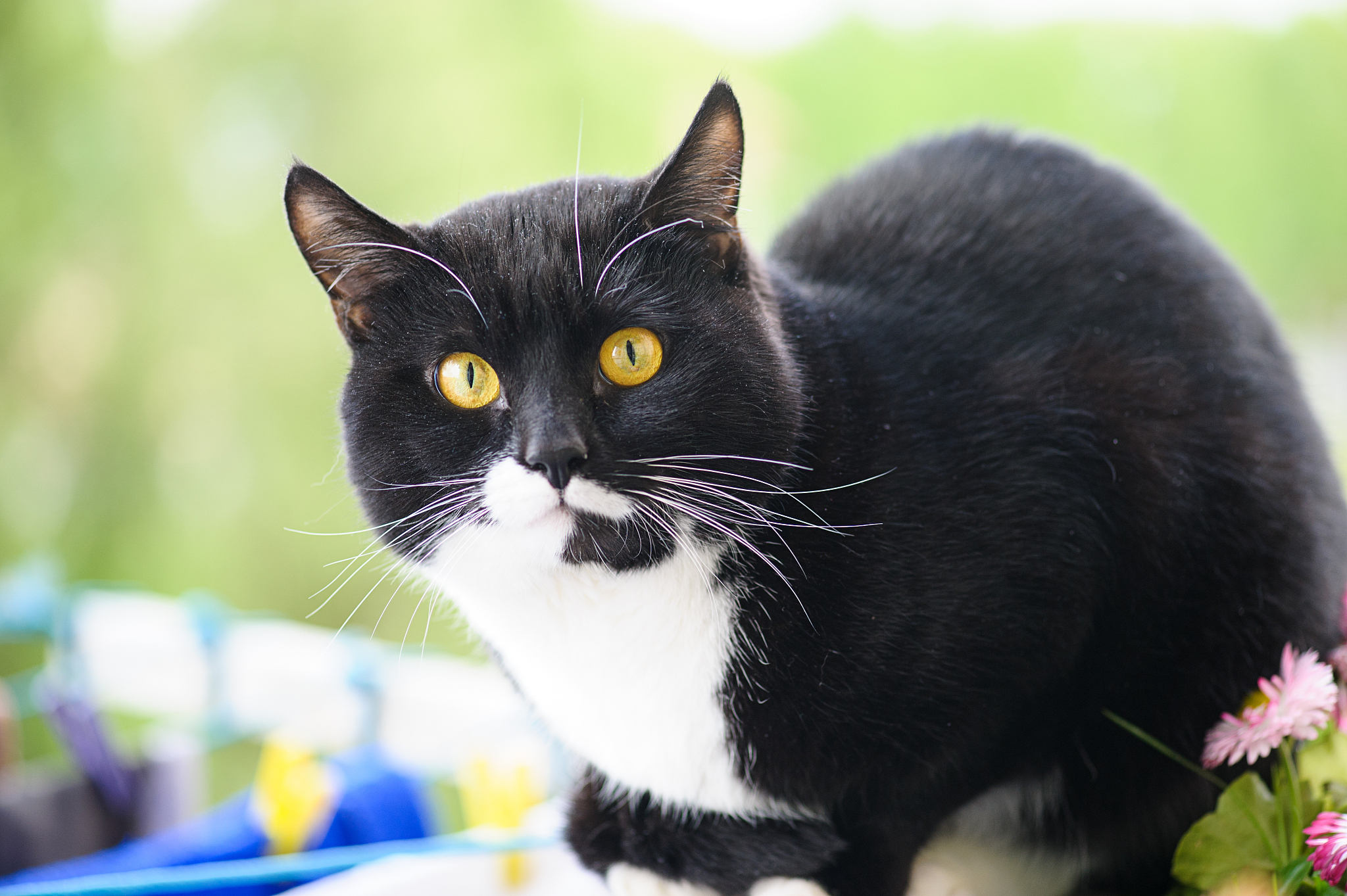 funny cat