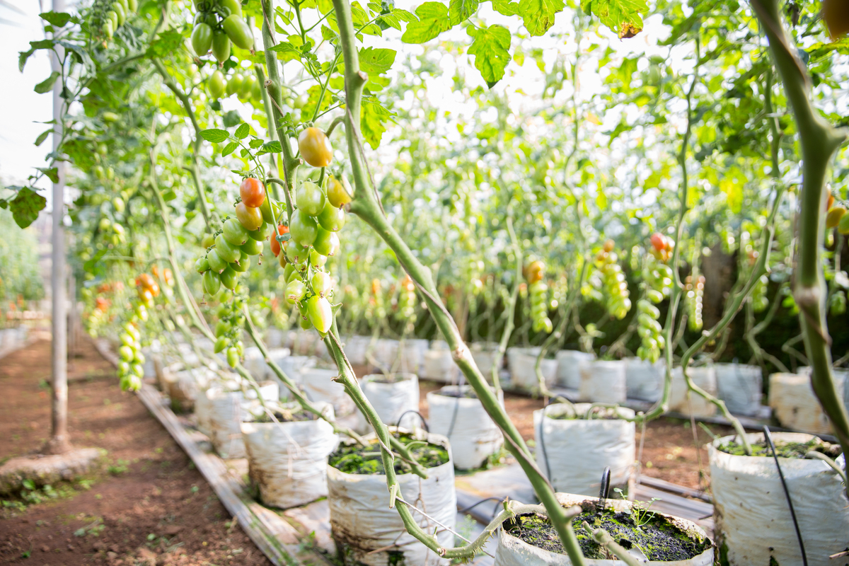 如何打造一个成功的蔬菜水果种植园