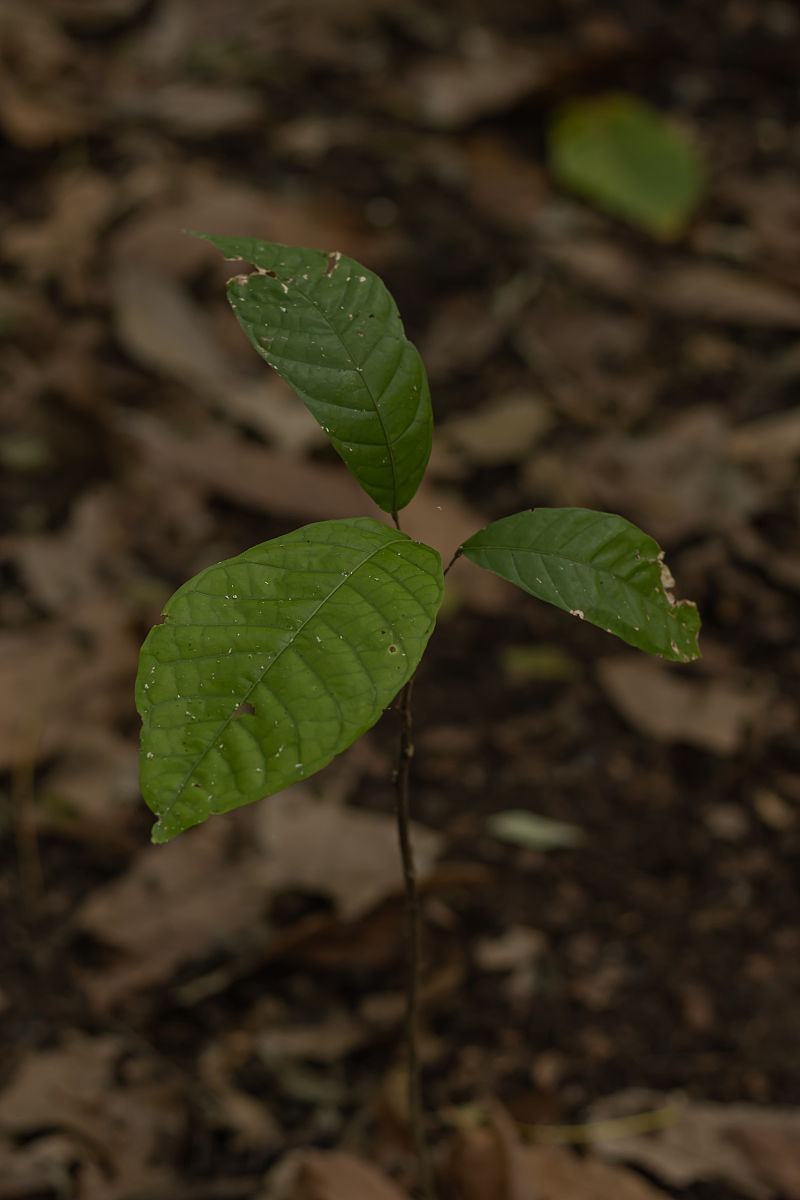野生大豆涝害研究现状