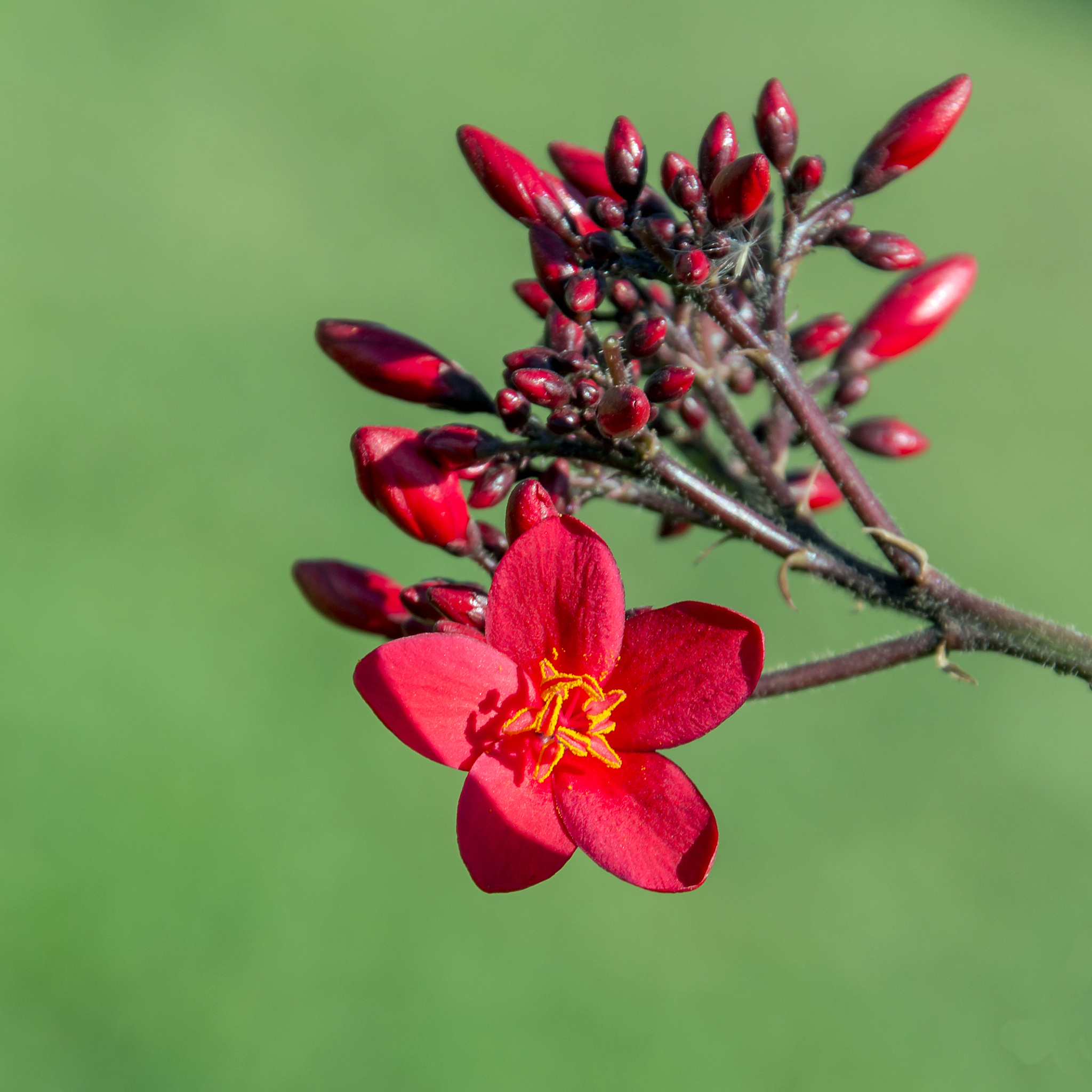 red flower on a green background
