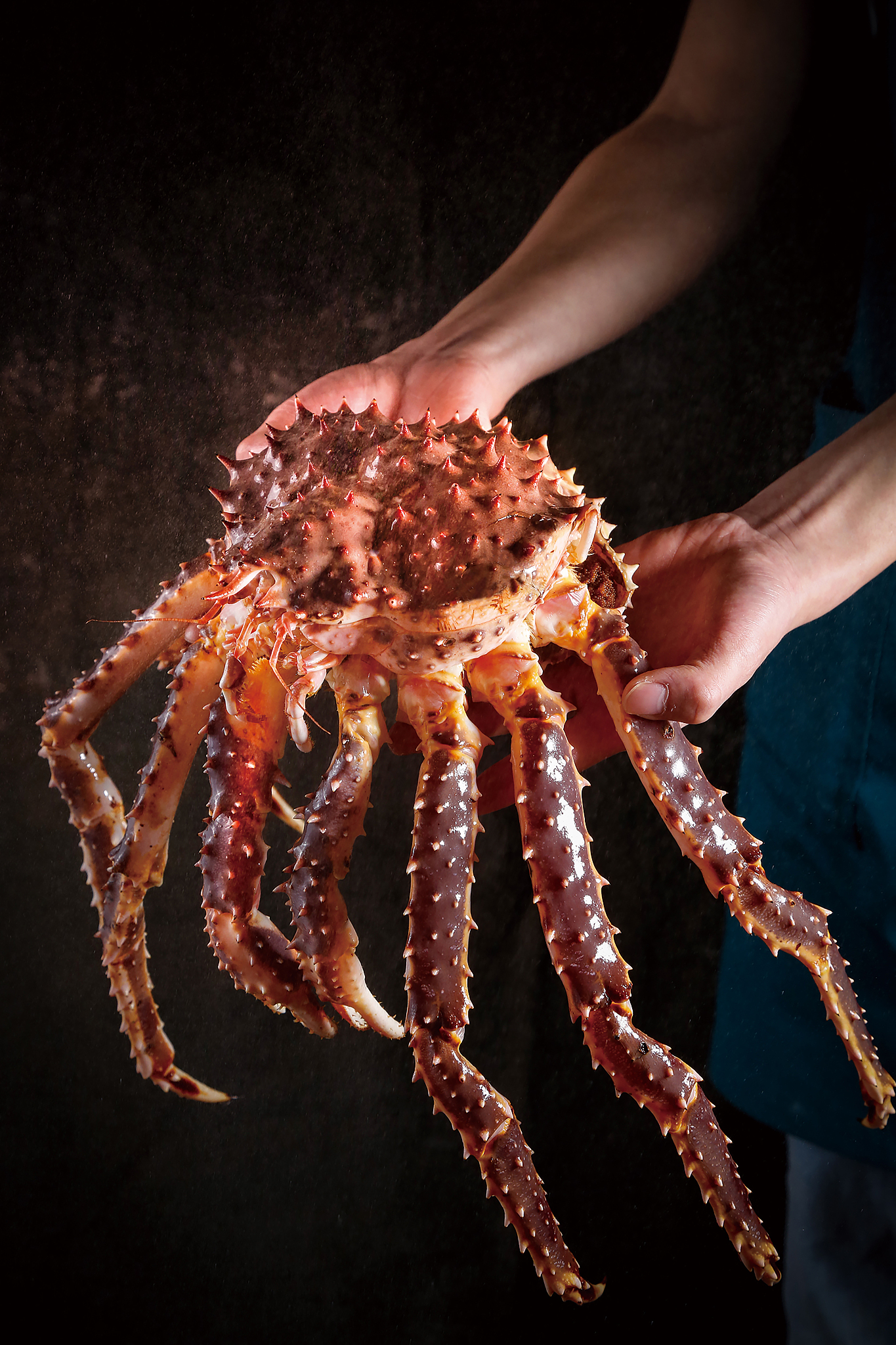 帝王蟹冷知识：体型巨大、寿命长、迁徙惊人