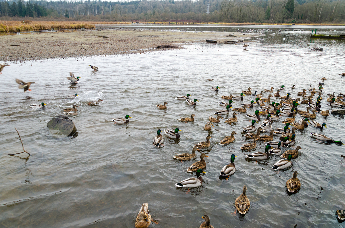 哈尔滨金河湾湿地脊椎动物种类：数量及主要物种