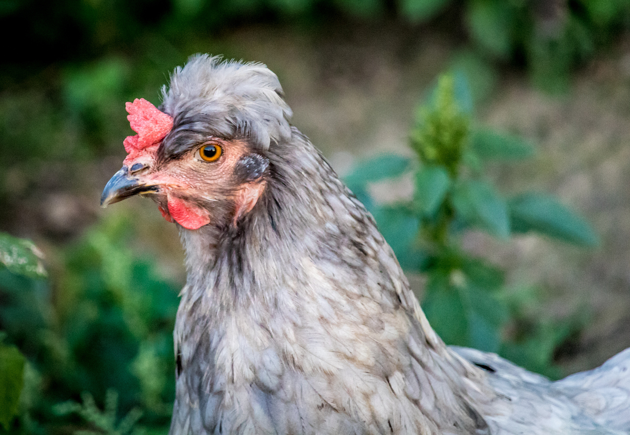 chicken