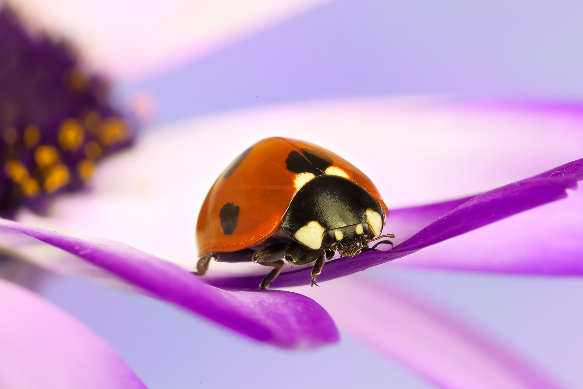 ladybug