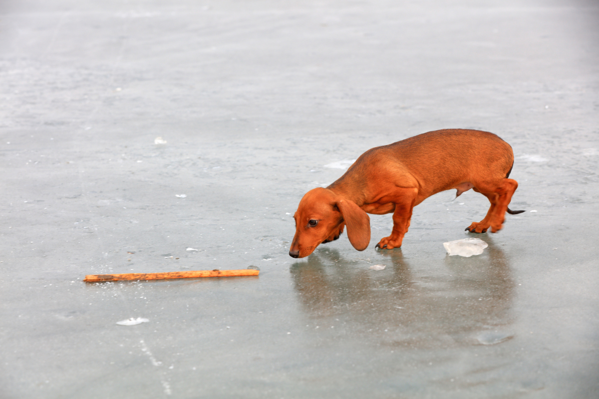 写一篇搞笑有梗的宠物短文