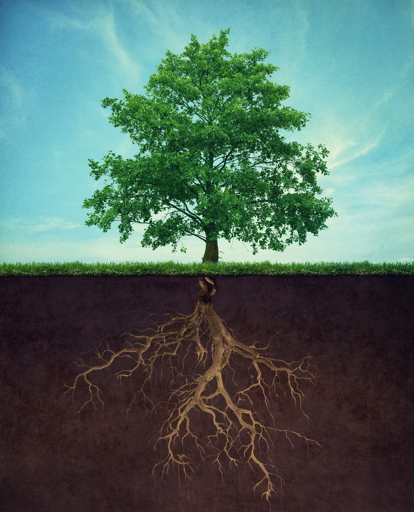 植物根部吸收水和无机盐的主要部位