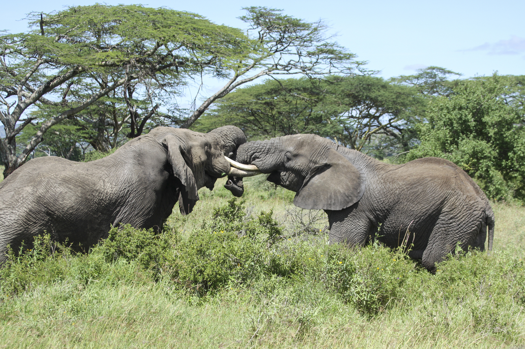 herd of african bush elephants
