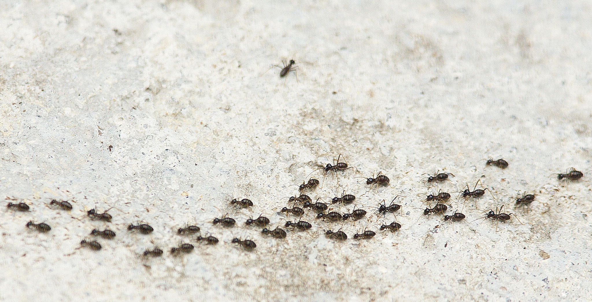 a column of termites