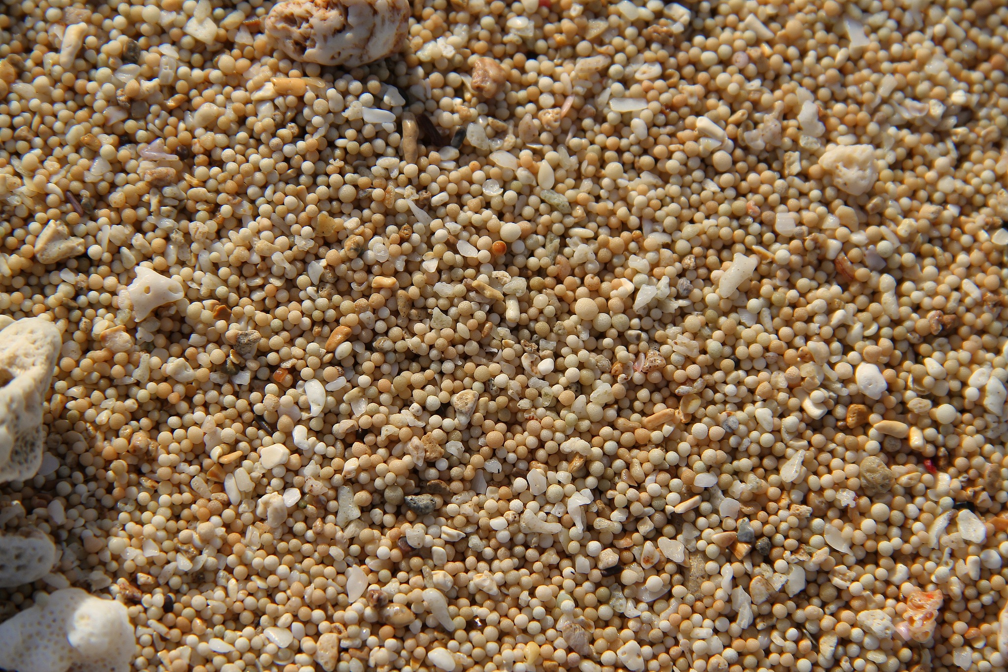 豆腐渣煮熟后晒干可以喂鸡吗