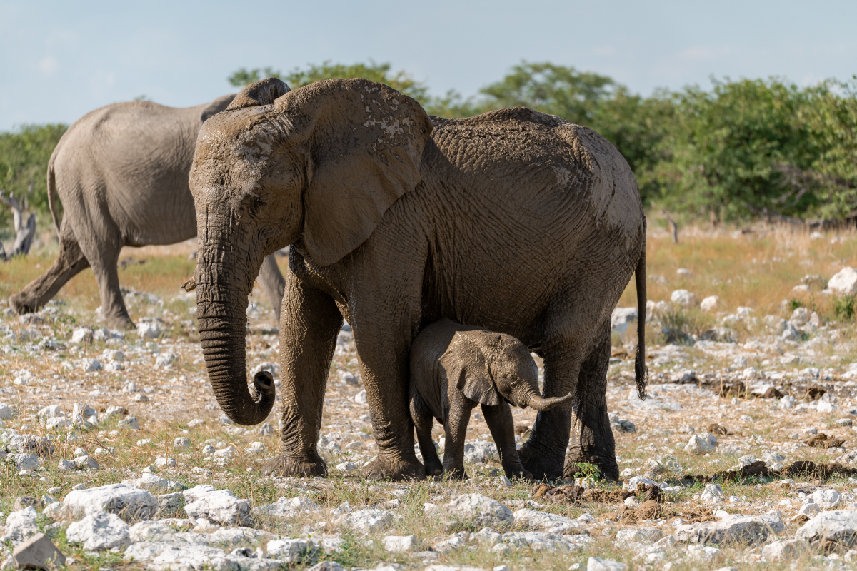 大象和斑马是变温动物吗？-  揭秘动物体温的秘密