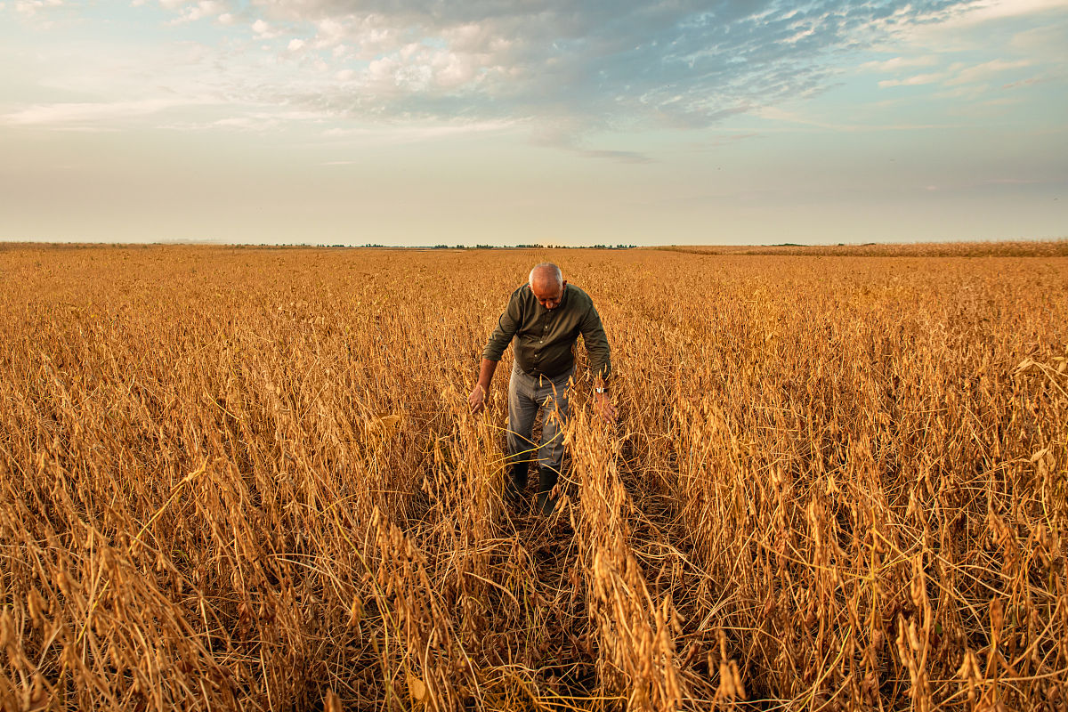 大豆货物检验受限：收货人拒绝提供生产数据