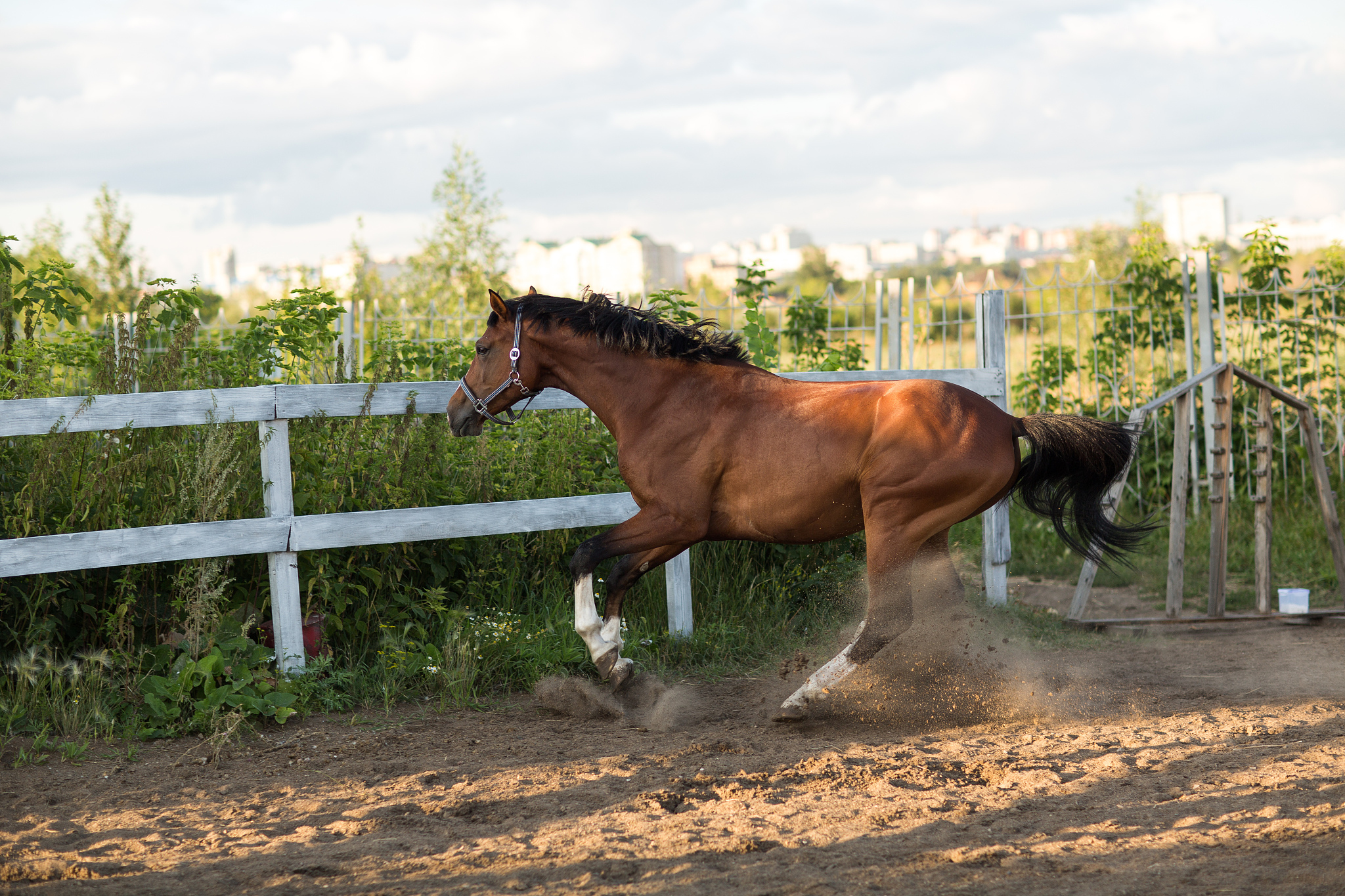horse hanoverian red brown color with white  strip line