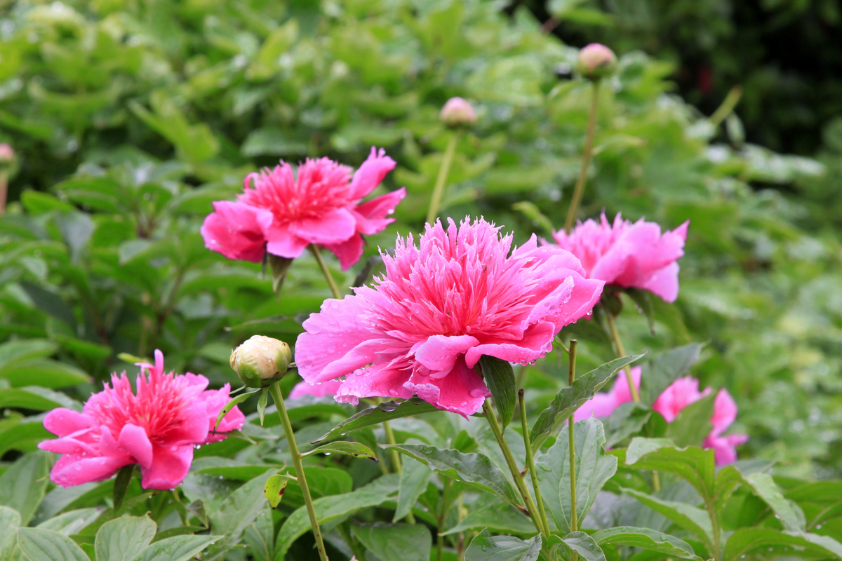 芍药的特点：形态、生长环境、药用和园艺价值