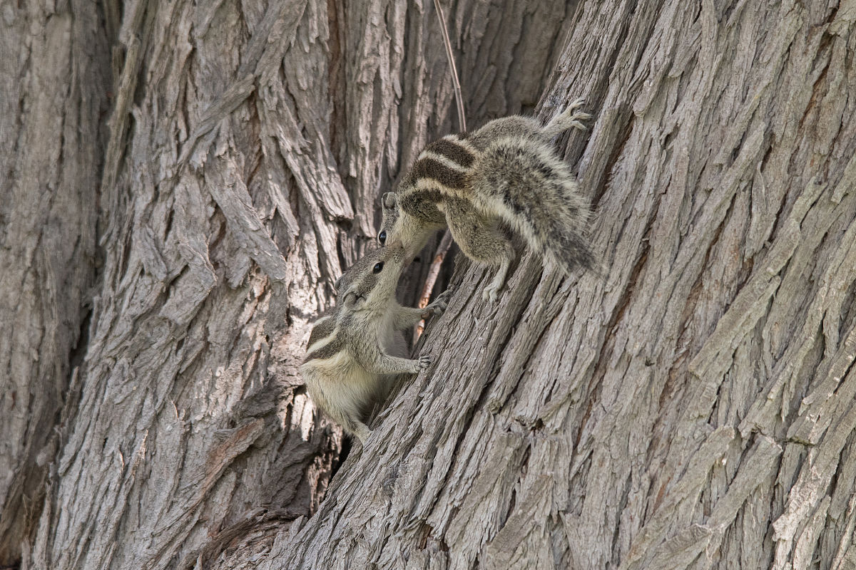 经过研究，我们得出以下结论：肇庆市三只松鼠仓库管理流程存在问题，表现为缺乏标准化的管理流程，导致仓库操作不规范，出现了一些重复或者冗余的工作，增加了仓库运营成本；员工管理存在问题，表现为员工素质和技能不够完善，缺乏培训和指导，导致员工的工作效率低下，同时也增加了仓库的管理难度；仓库设备管理存在问题，表现为仓库设备的维护不到位，设备老化或者损坏的情况比较多，导致仓库运营效率降低，甚至出现安全隐患。
 600字