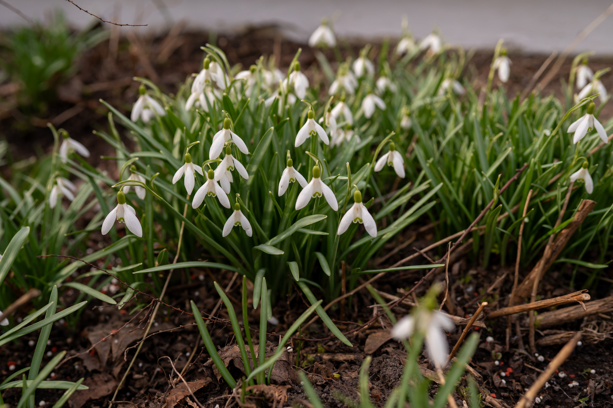 春季白色雪花莲花(galanthus nivalis)在花园土壤中,