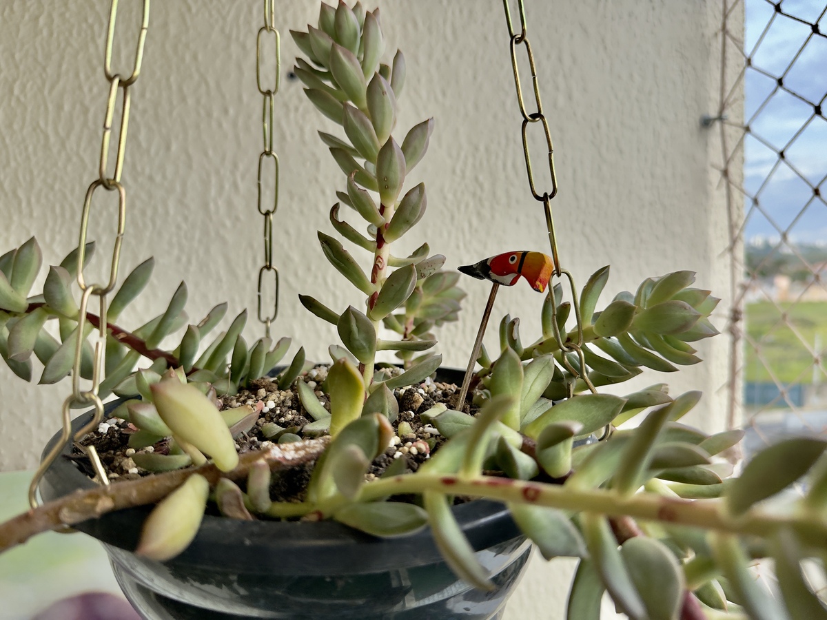铁皮石斛：观赏与药用价值兼具的多肉植物