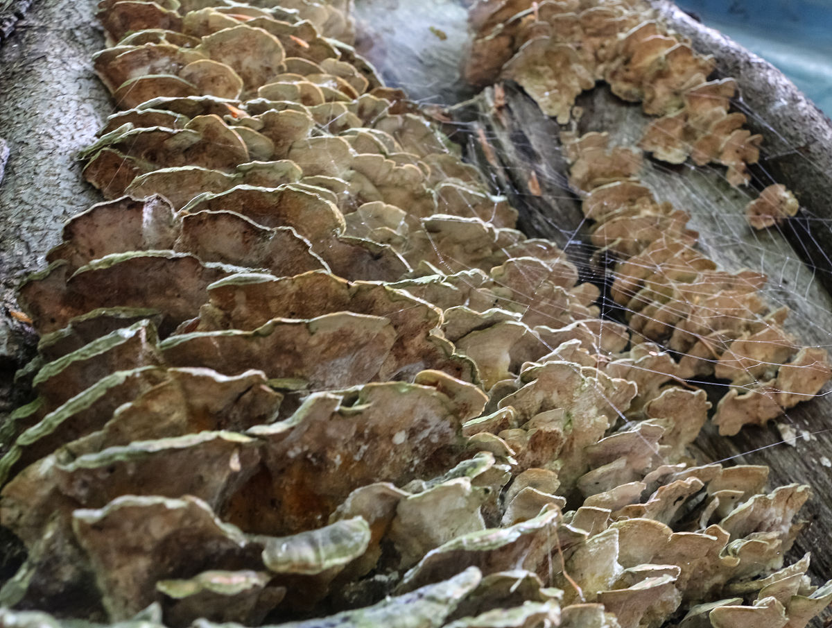 探秘金蝉花菌草粉：提高免疫力的新选择？