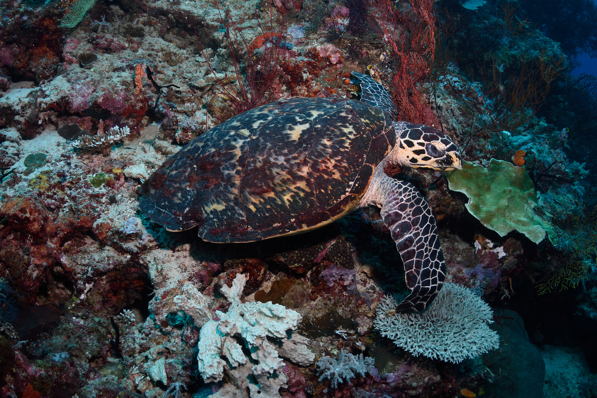 hawksbill turtle, raja ampat, indonesia
