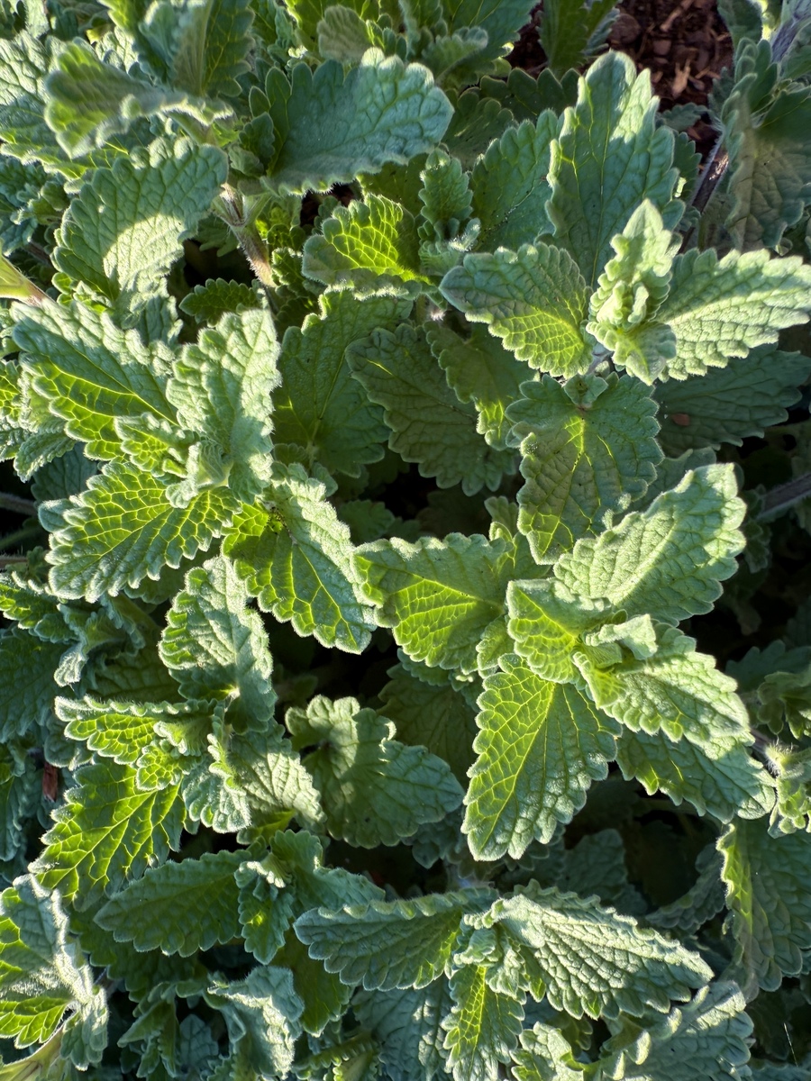 除了薄荷，你还可以选择紫苏！