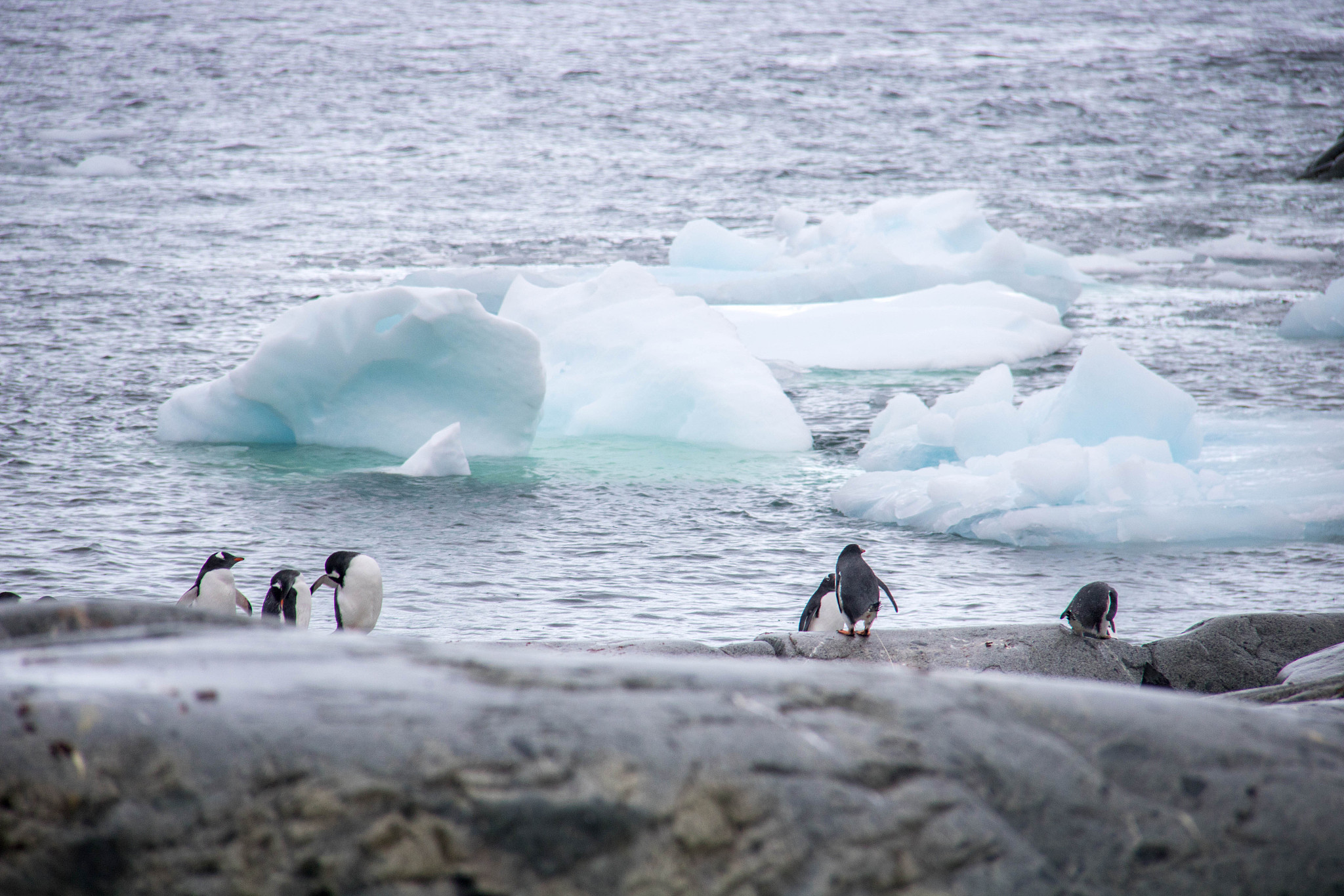 南极洲的污染问题