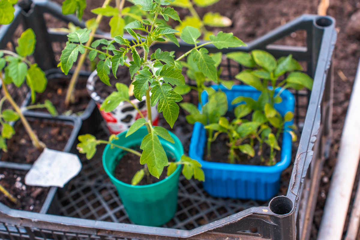 穴盘苗草莓翻译成英语