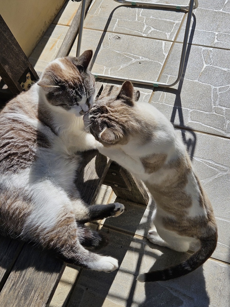 猫咪上完厕所为什么狂奔？原来是因为这个！