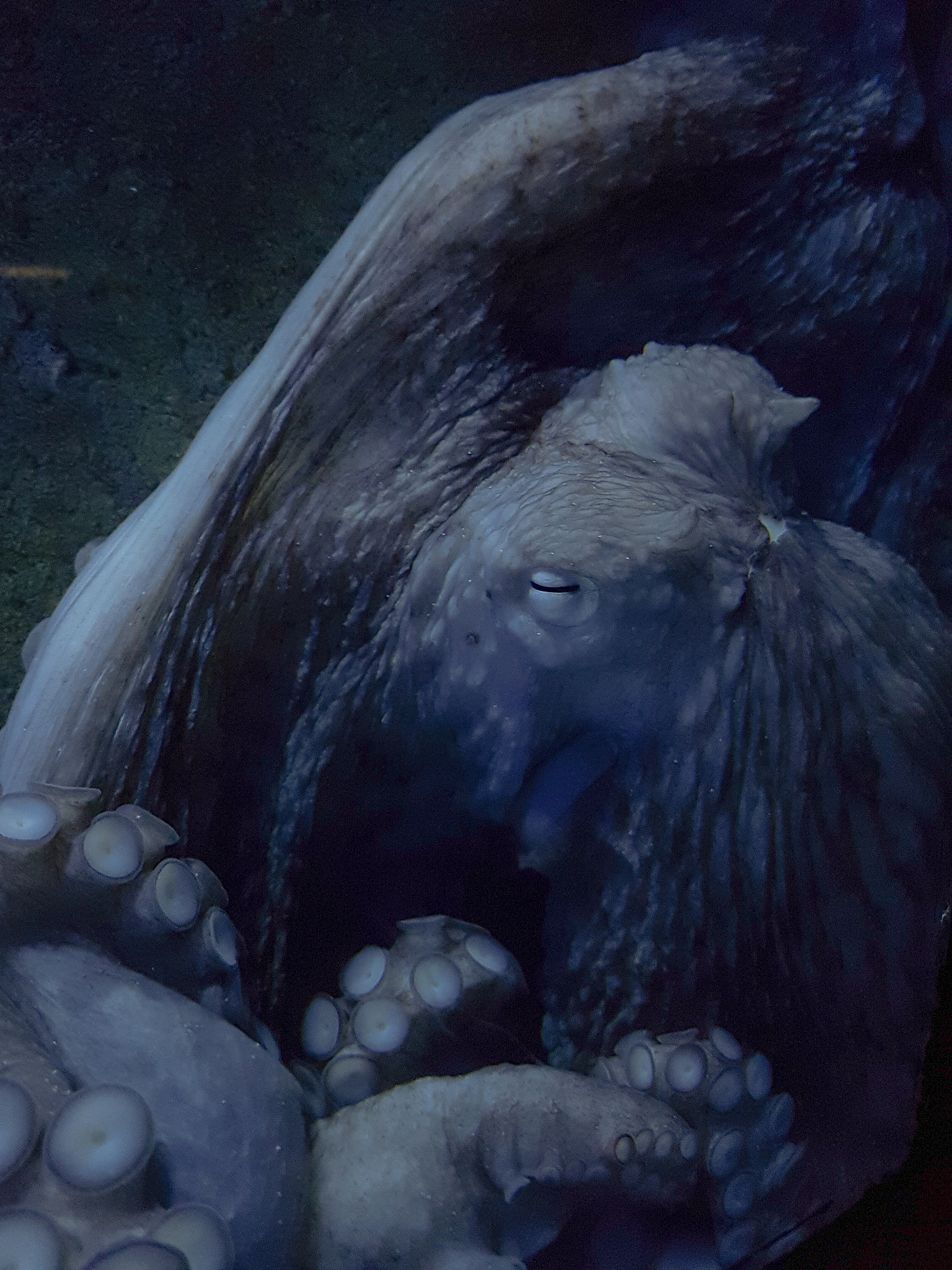 《诡秘之主》作者是谁？_爱潜水的乌贼作品介绍