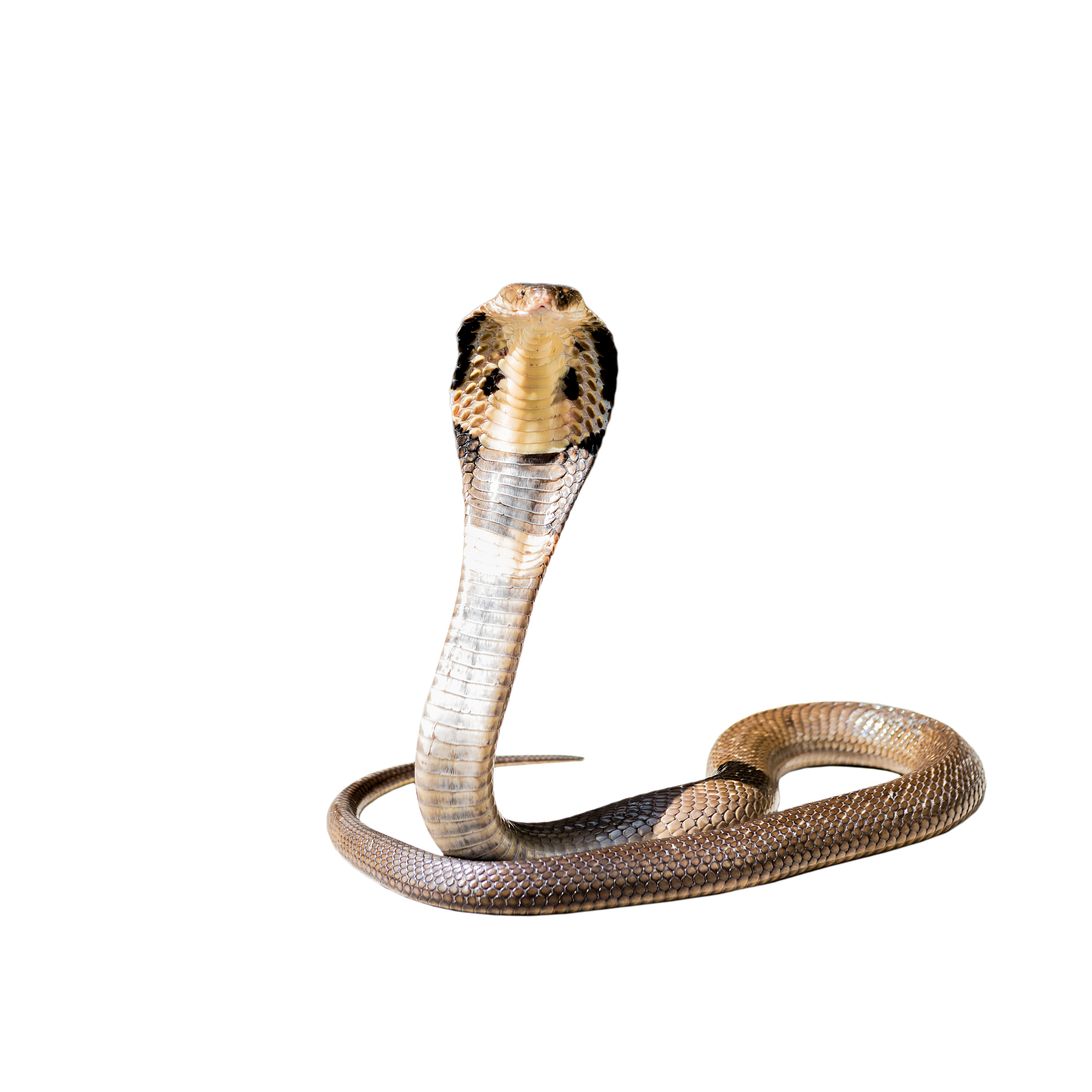 眼镜没发明出来前，眼镜蛇叫什么？