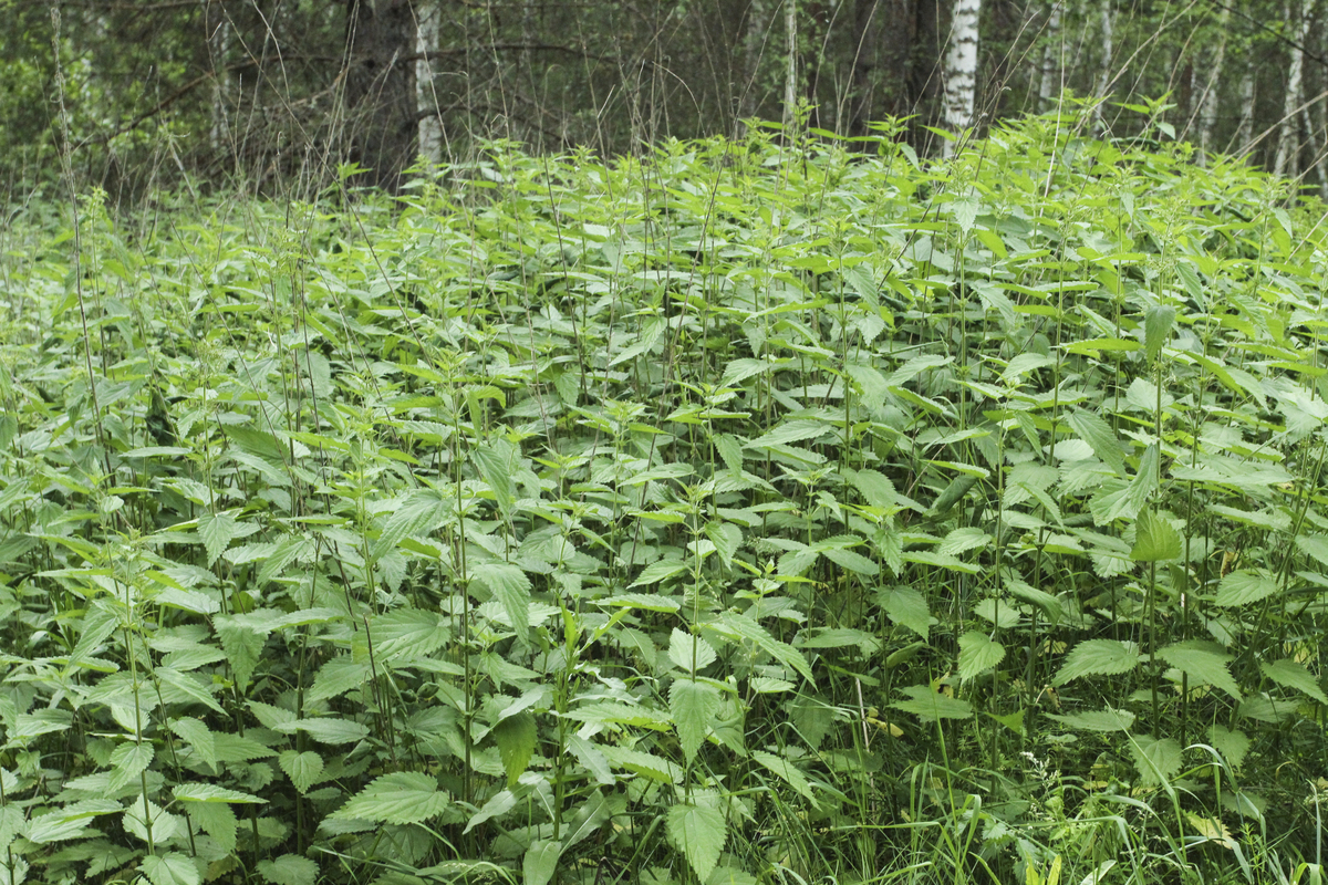 四川中草药种植专业院校推荐：哪所大学适合你？