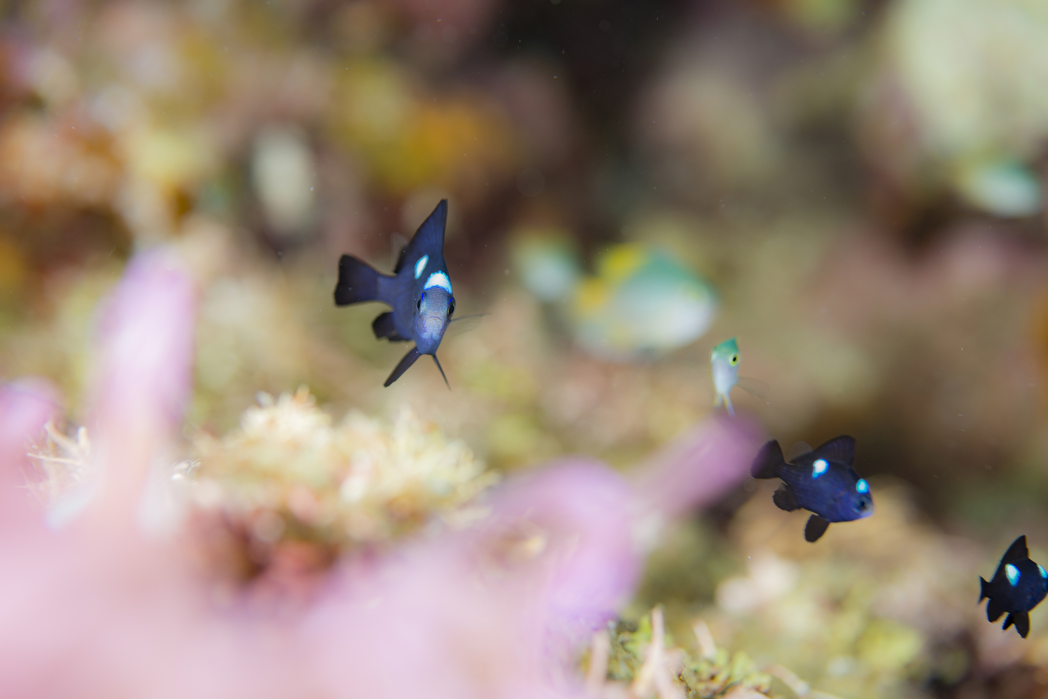 写一篇关于长江野生动植物保护的专题展方案论文怎么写