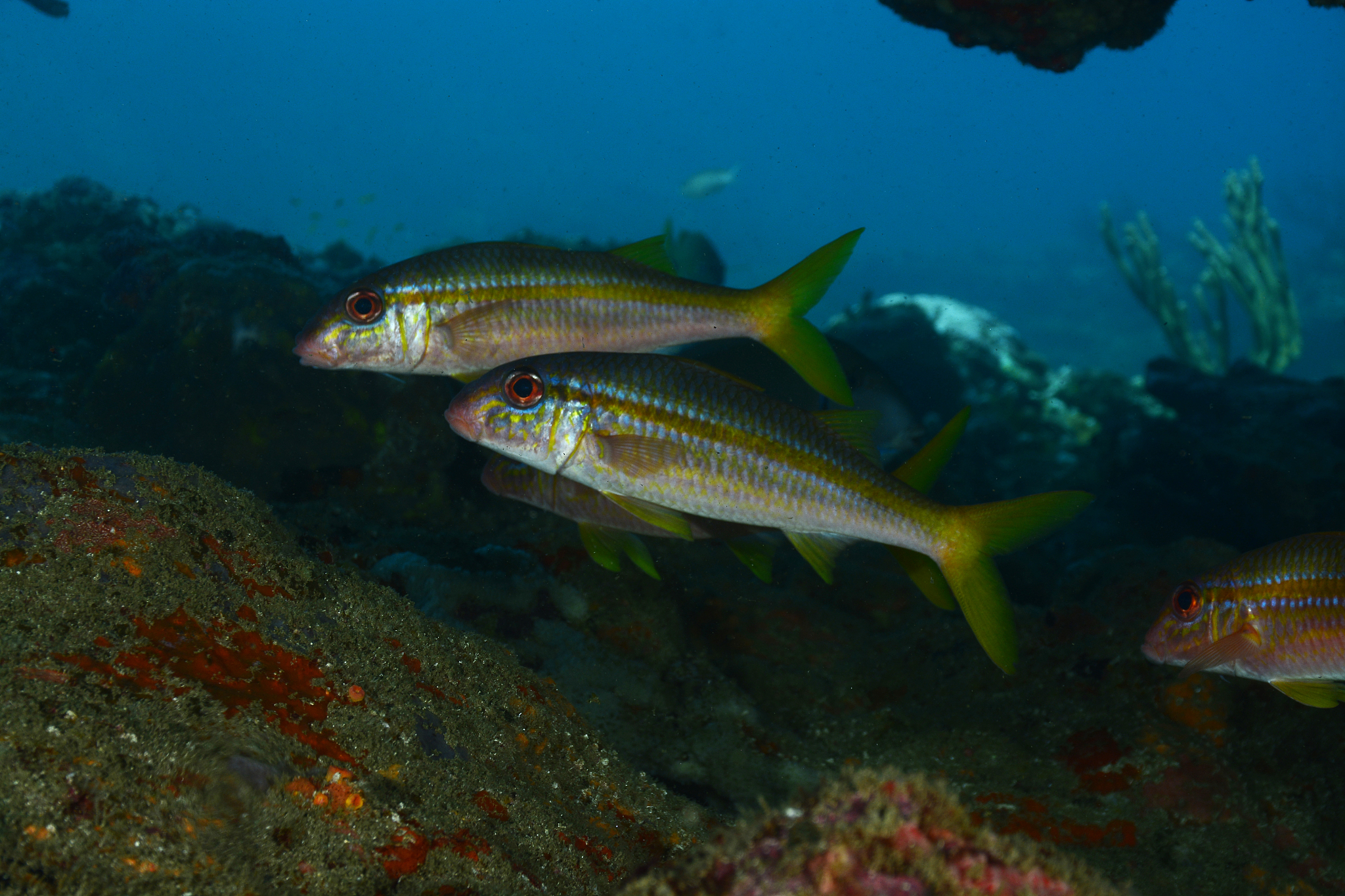 属于生态系统的是