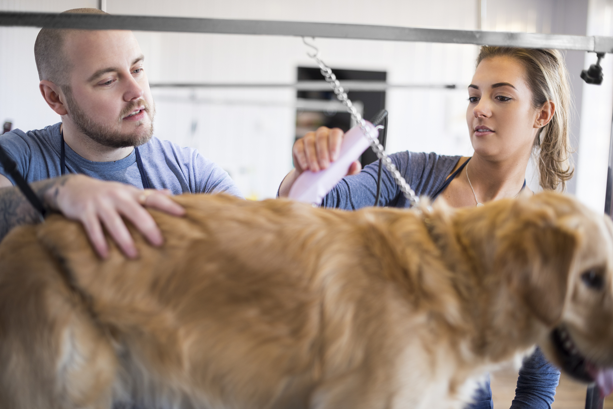 山东畜牧兽医职业学院宠物养护与疫病防治专业怎么样