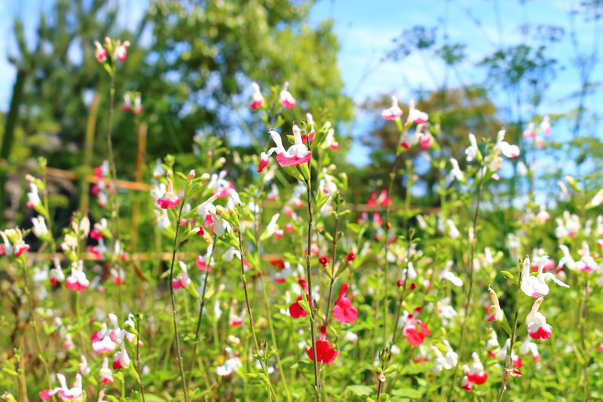 spring, flowers, spring flowers, wildflowers, flower beds, garde