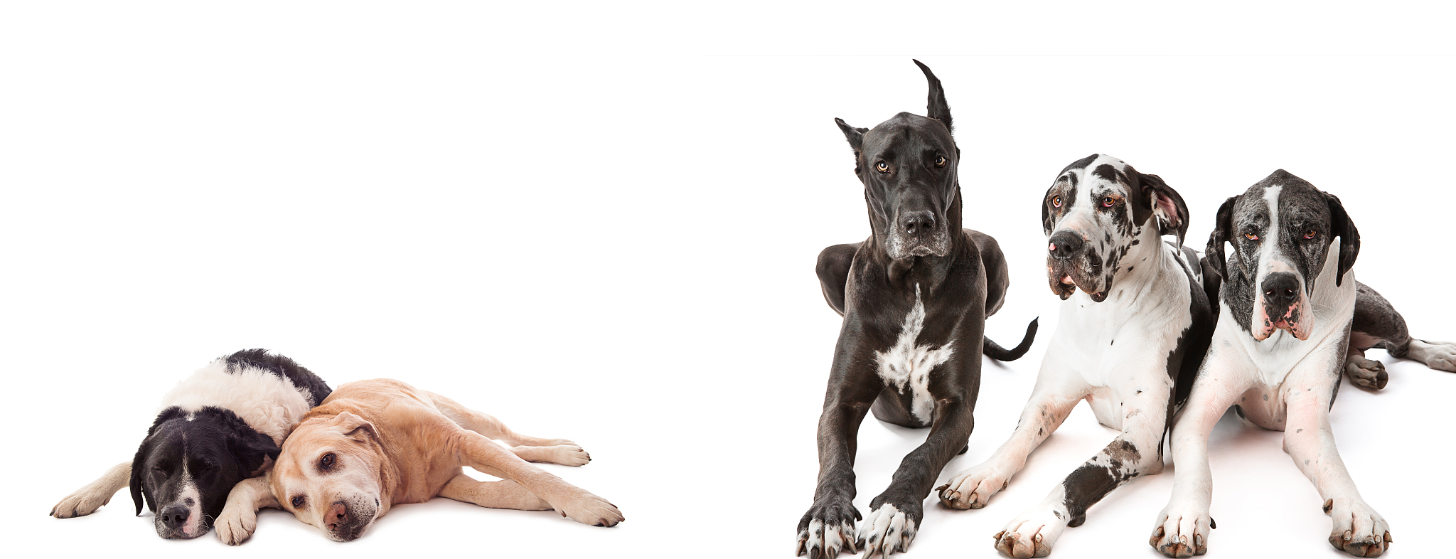 汪星人星球：揭秘宇宙最神奇生物的10个不可思议真相！