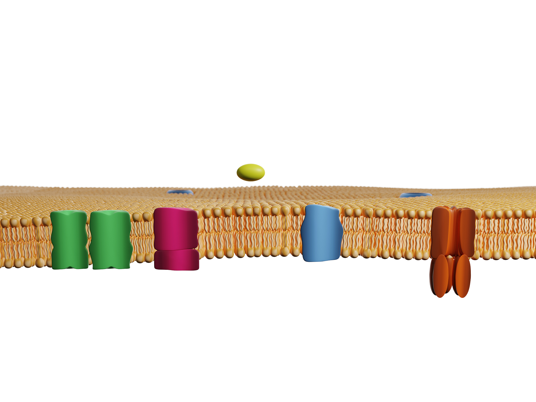 膜蛋白分类：单跨膜蛋白、多跨膜蛋白和脂联蛋白