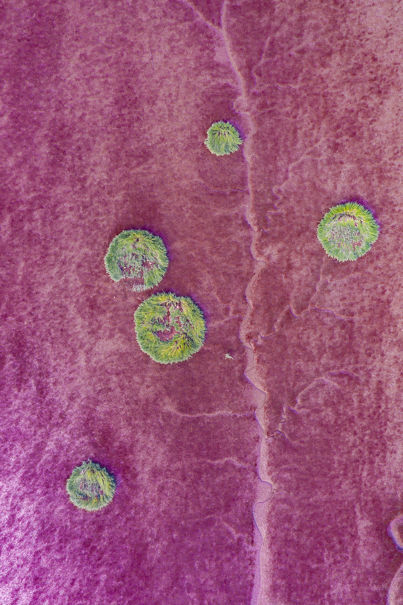 因正常肝细胞系THLE2生长特征不适于进行过表达实验