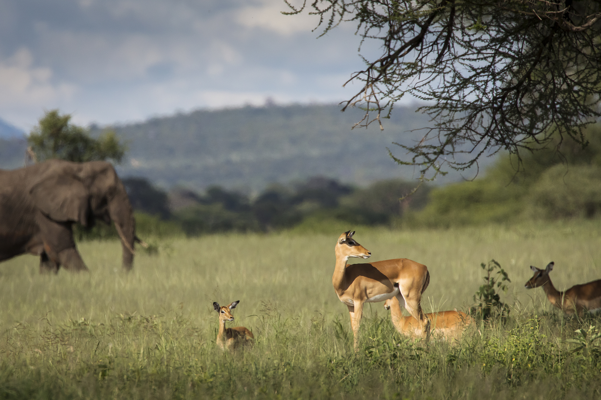	《Natures Great Events》：这是一部有趣的纪录片介绍了一年中发生的自然事件如大迁徙、季节变化等。影片展示了各种野生动物的生活习性和行为让孩子们了解自然界的奇妙之处。 链接：httpswwwbbccoukprogrammesb00lbpcy这个纪录片的每一集的时长