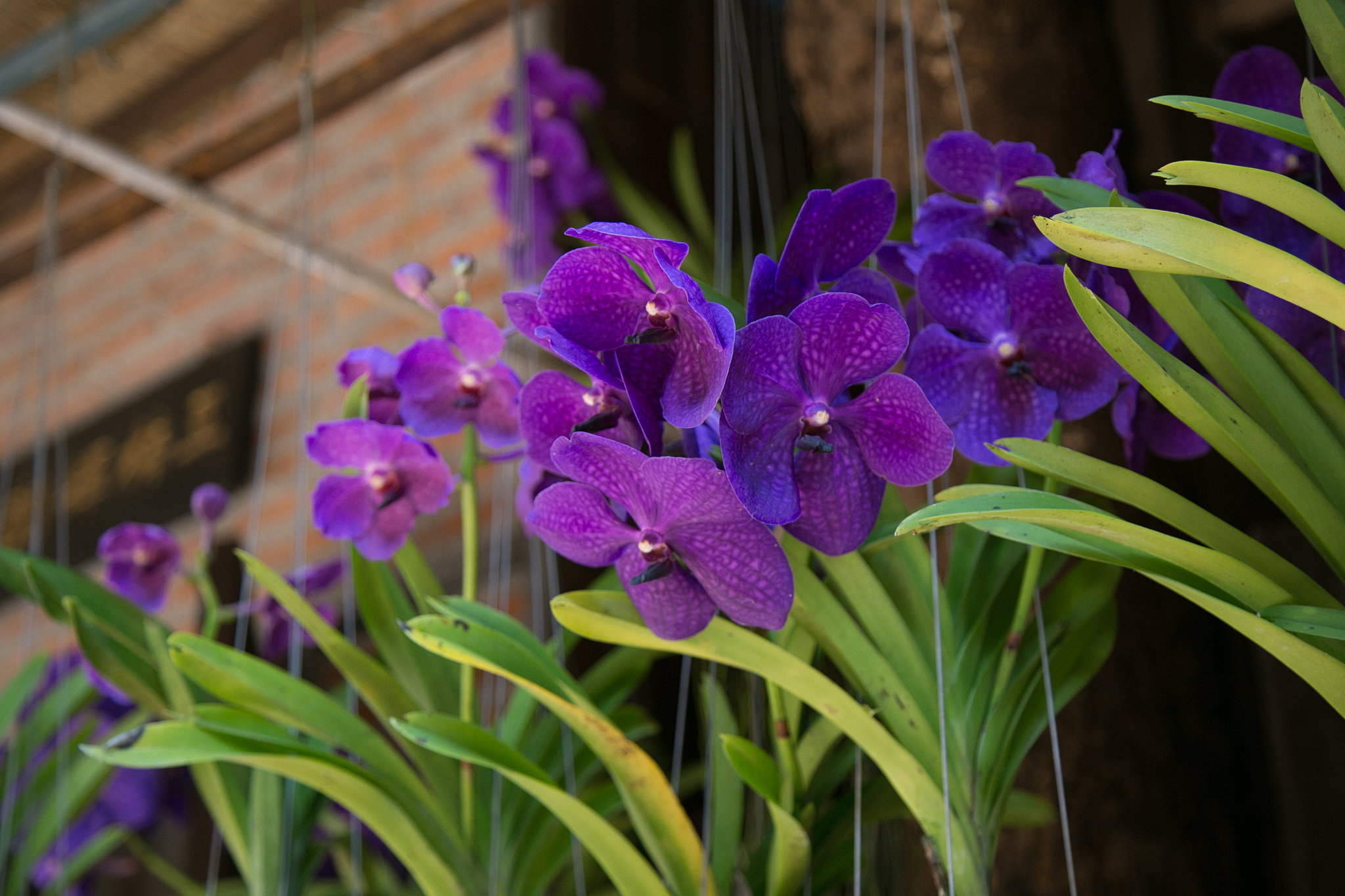 orchid