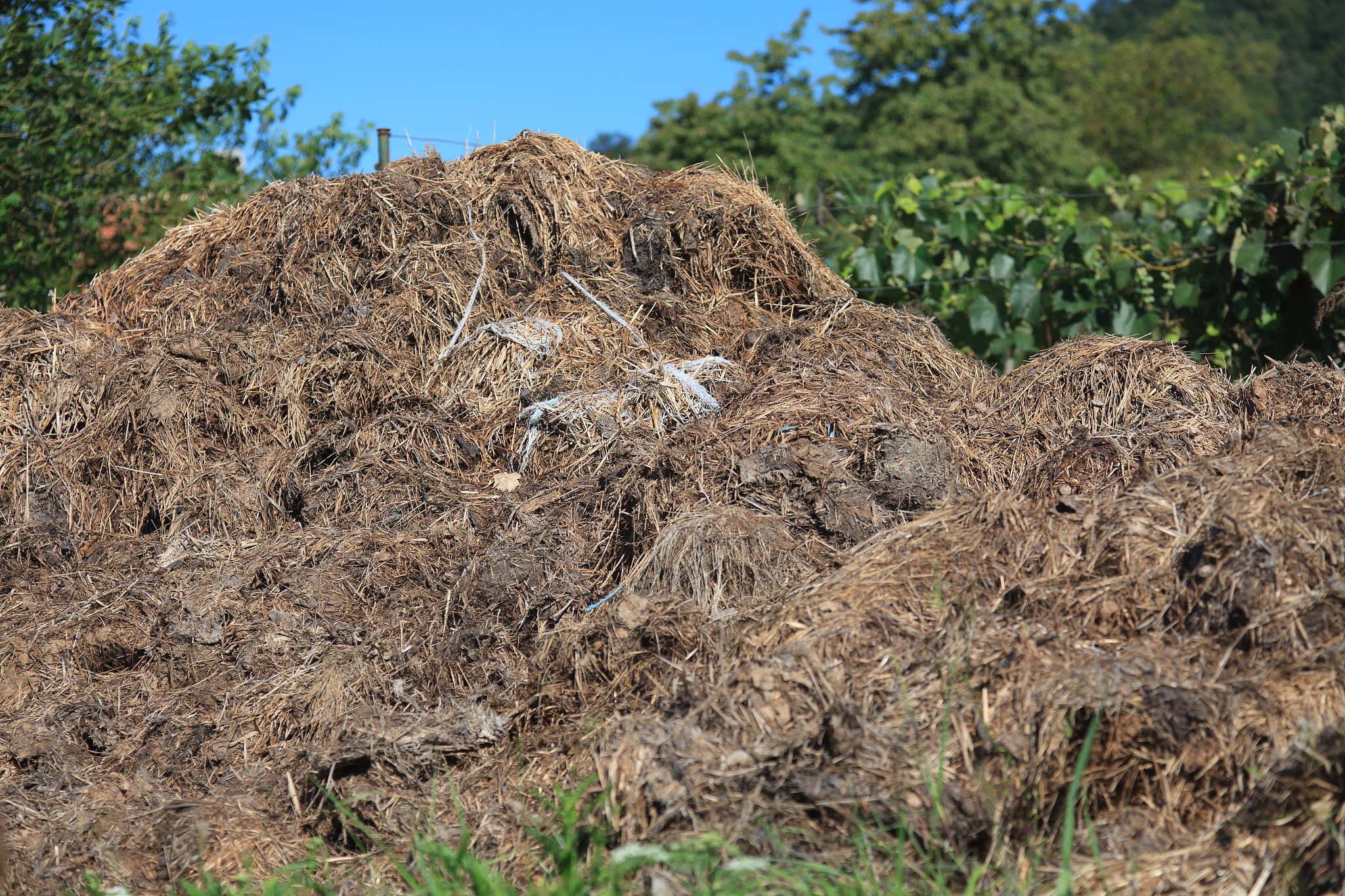 海南不让卖鸡粪有机肥了吗回答+拓展