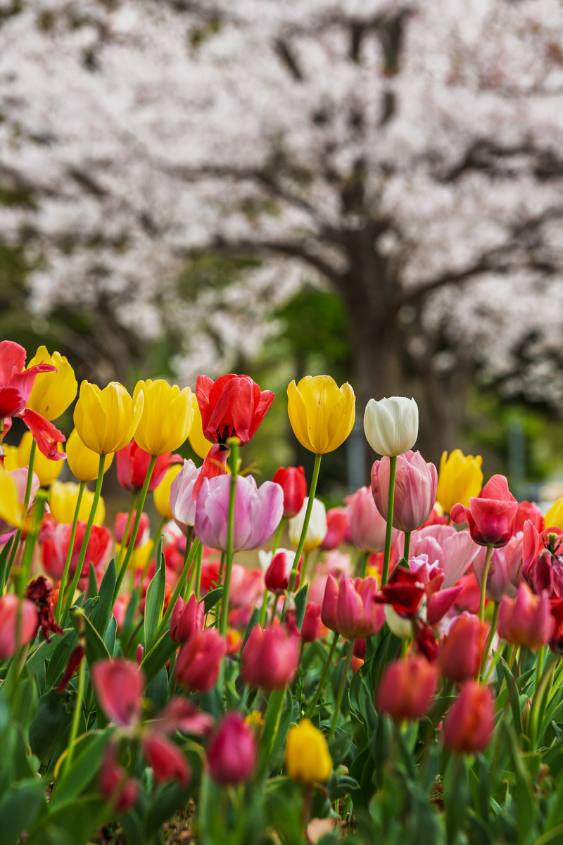 春天花园：生机勃勃的景象描写