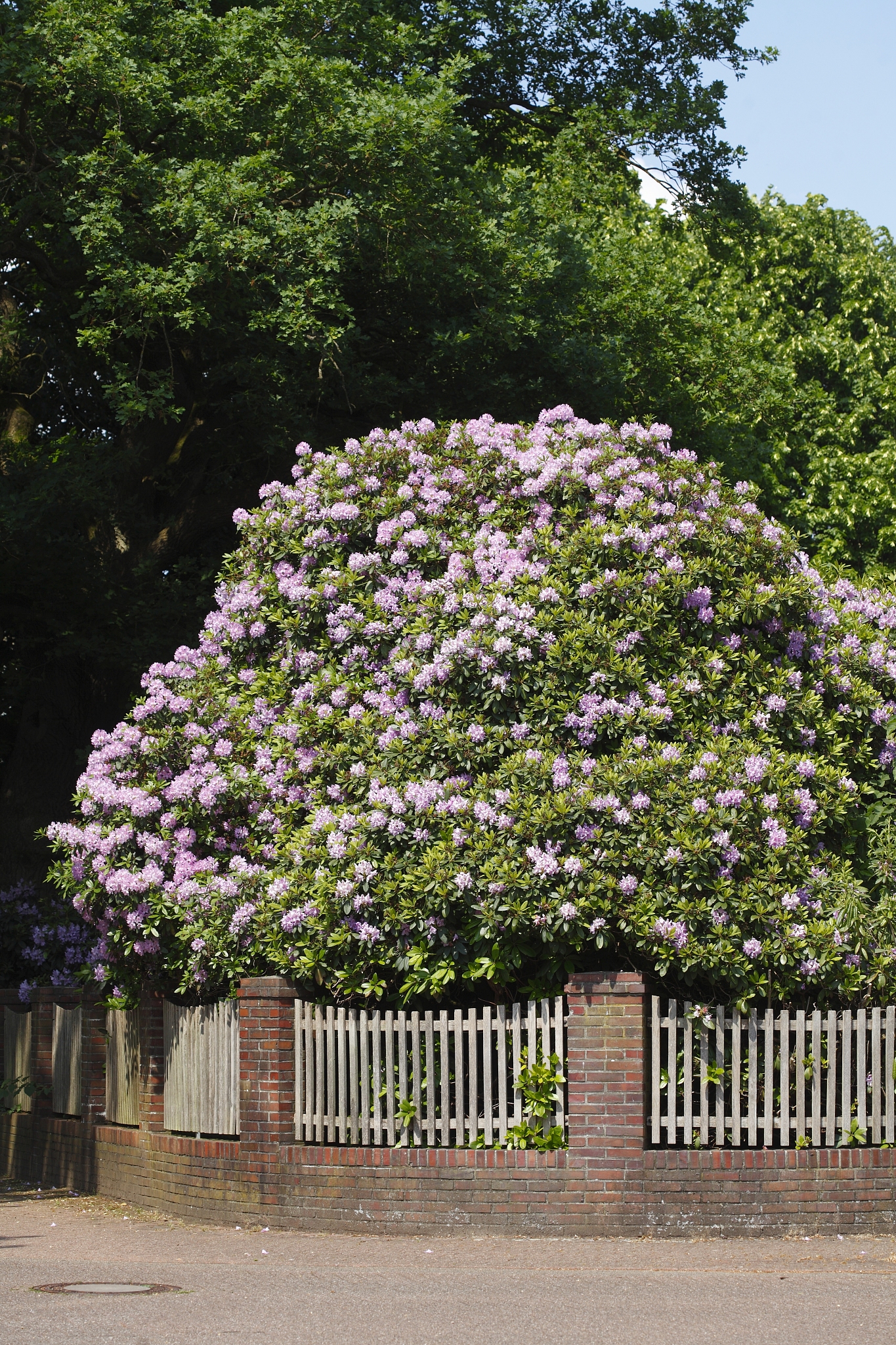 rhododendronblüte, rhododendronbüsche